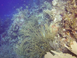 Reef IMG 7337